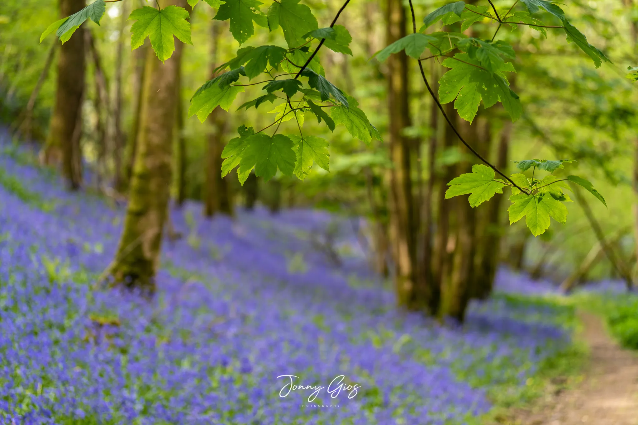 bluebells in south cumbria