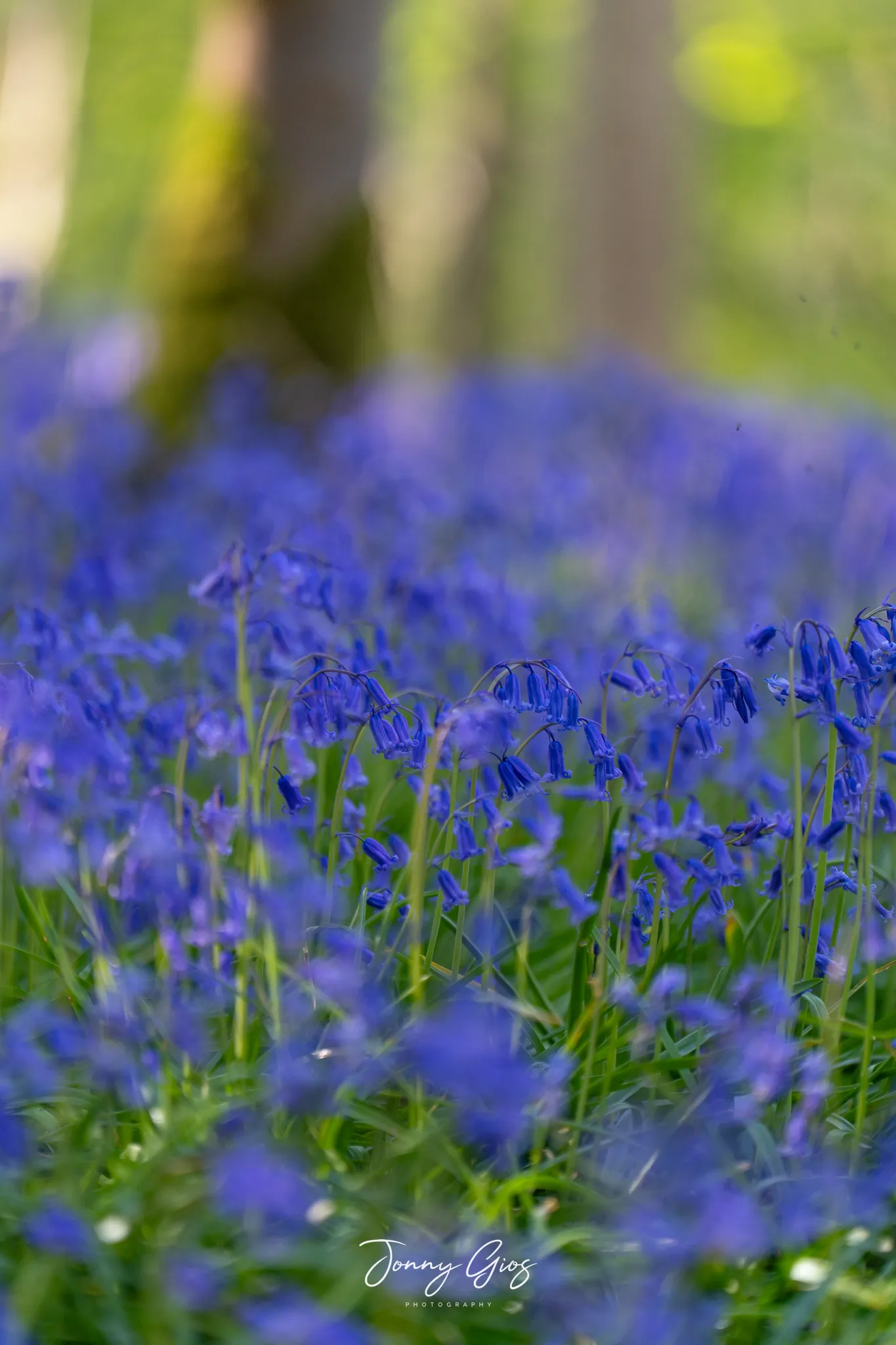 bluebells in the forest