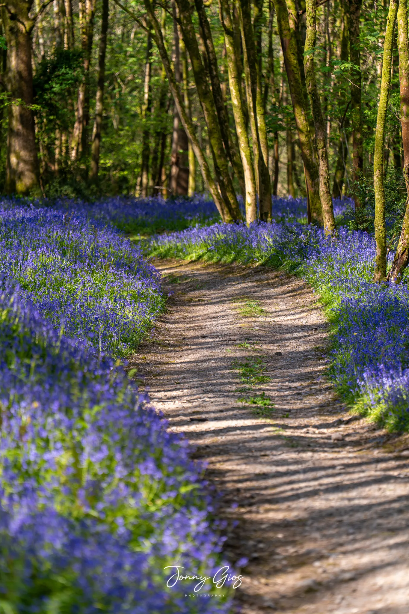 bluebells in the woods 3