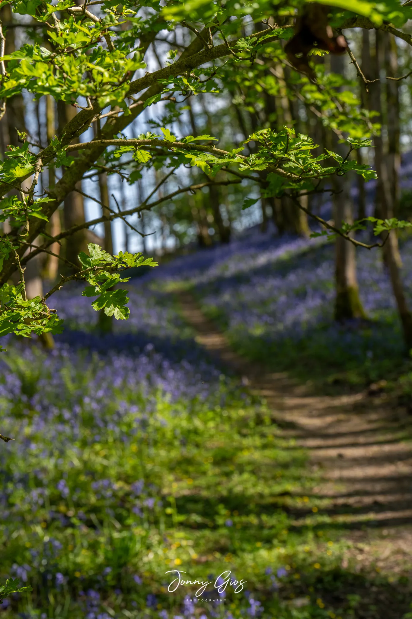 jonny gios bluebell photography hill