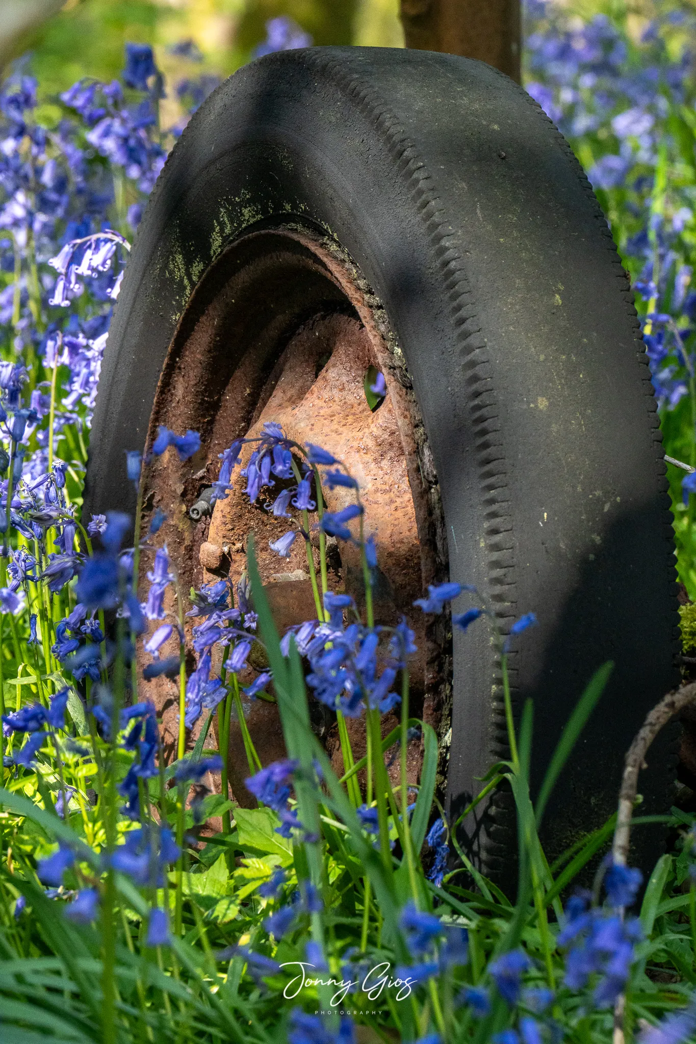 bluebells in the woods 4