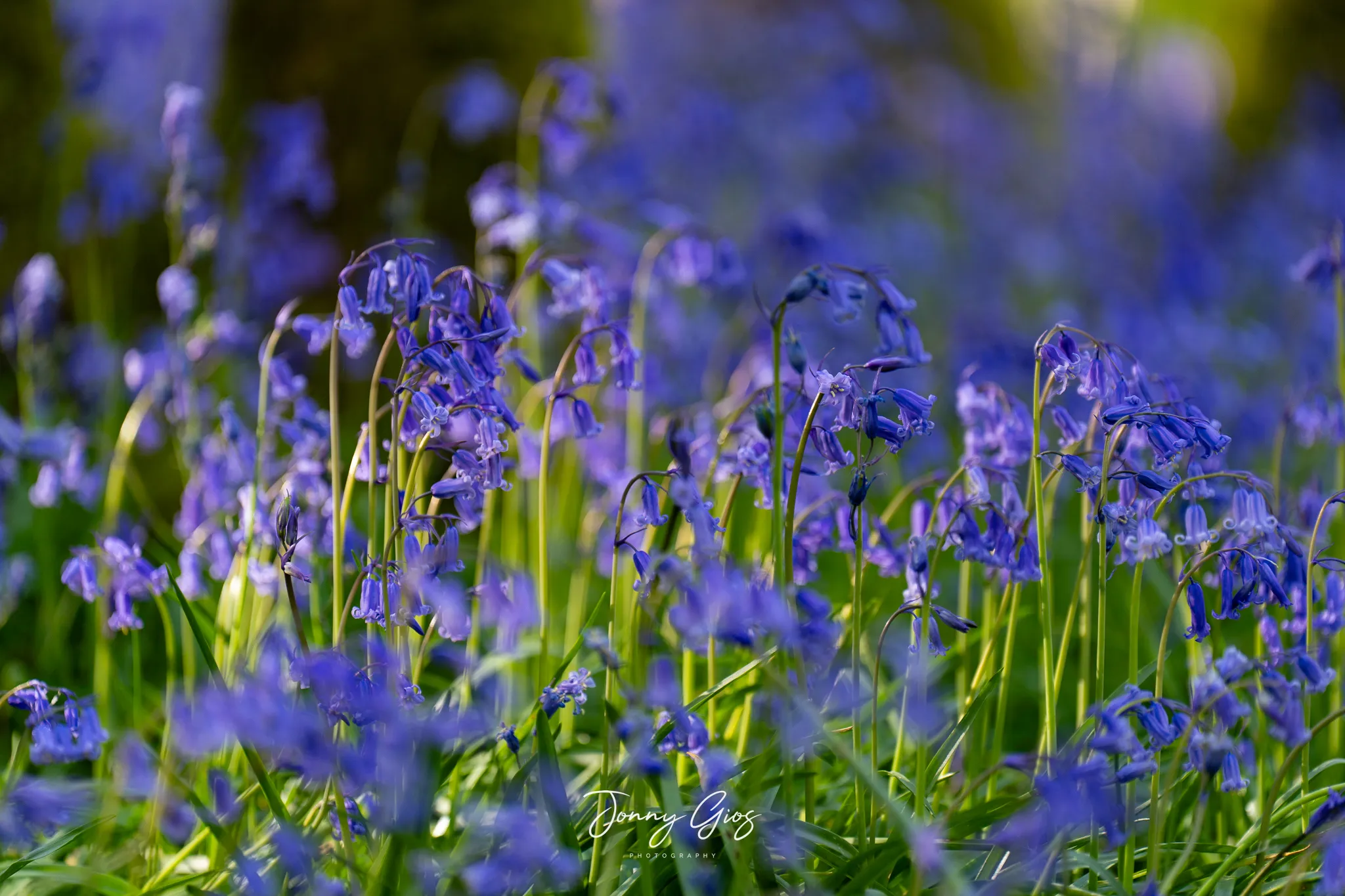 bluebells in the forest 2