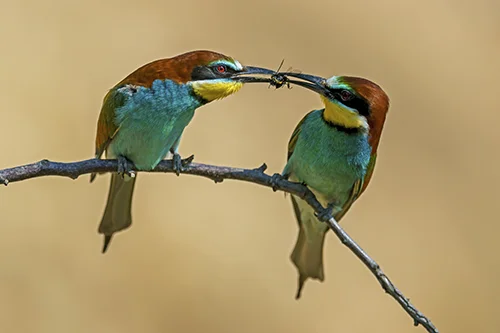 Wildlife
