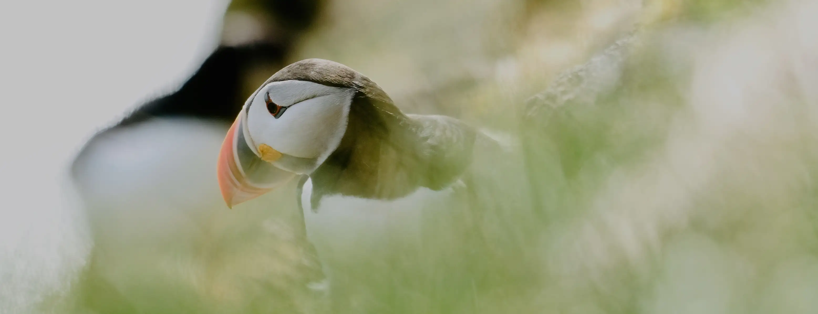 Hire An Introduction to Seabird Photography - Image 3