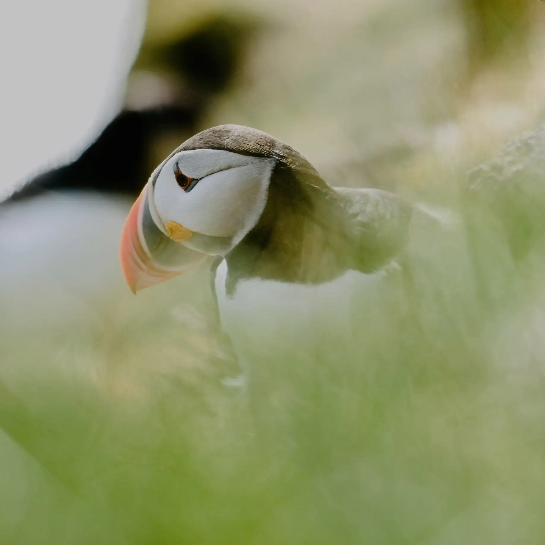 Hire An Introduction to Seabird Photography - Image 2