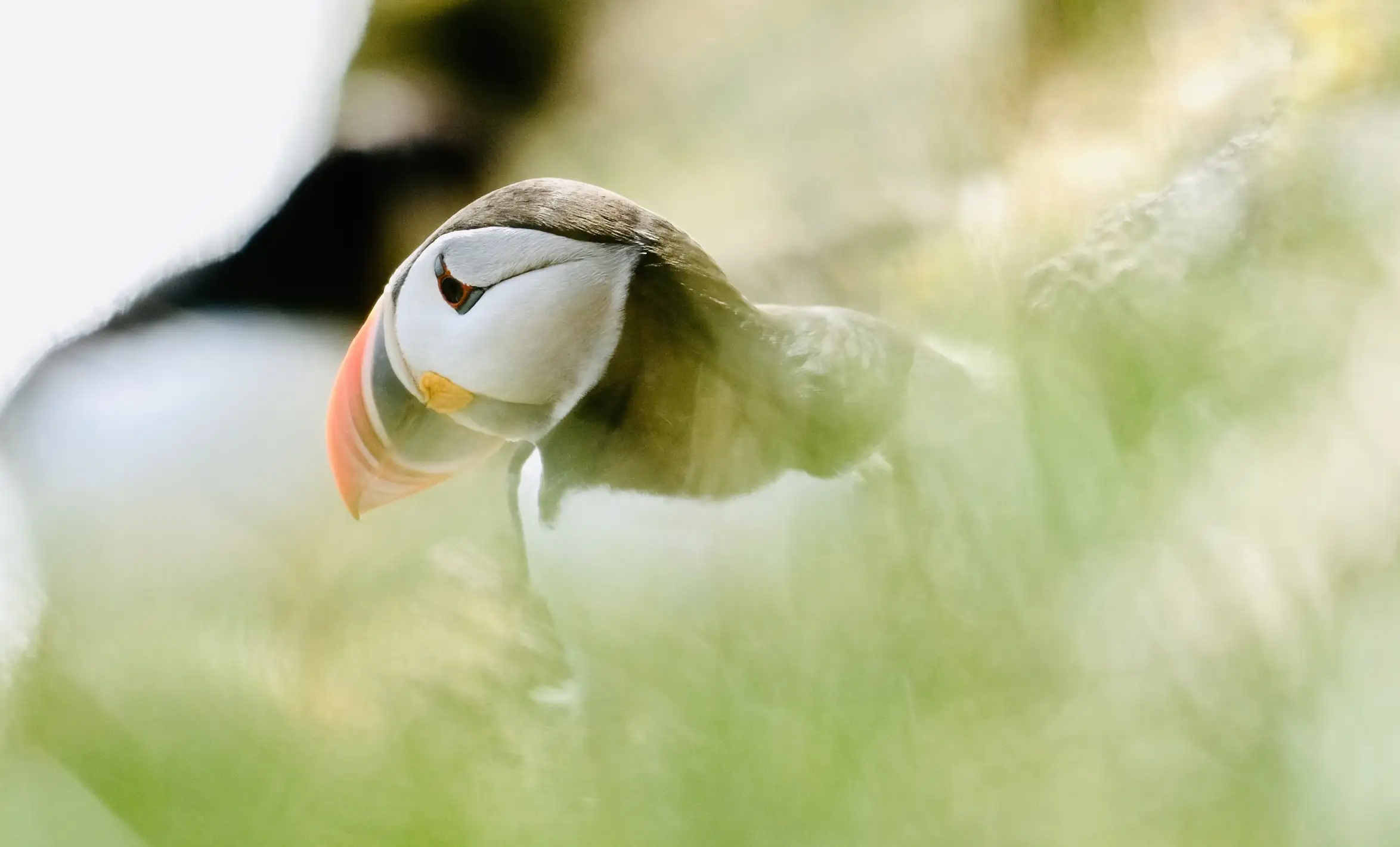 Hire An Introduction to Seabird Photography - Image 1