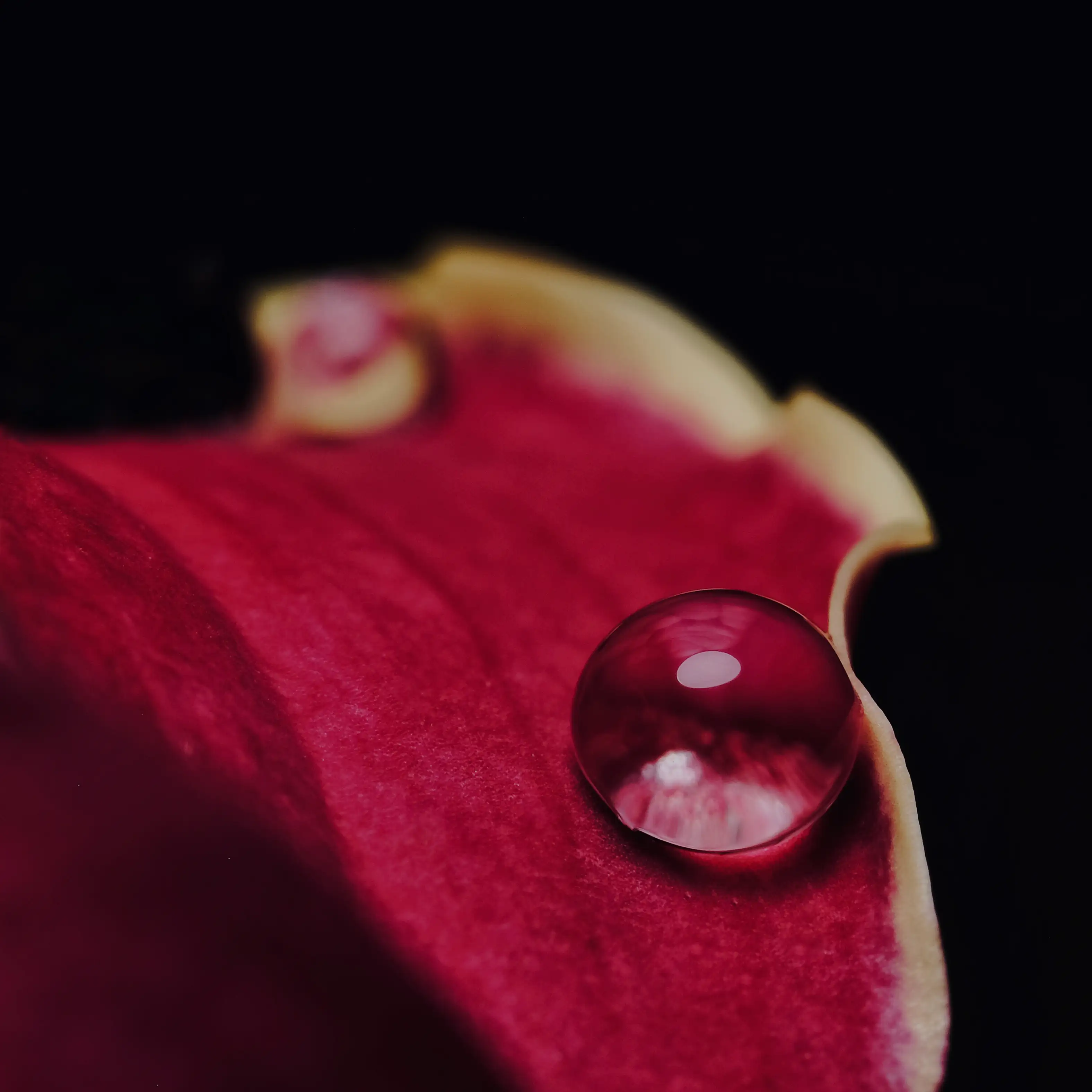 Hire An Introduction to Macro Photography Workshop - Image 2