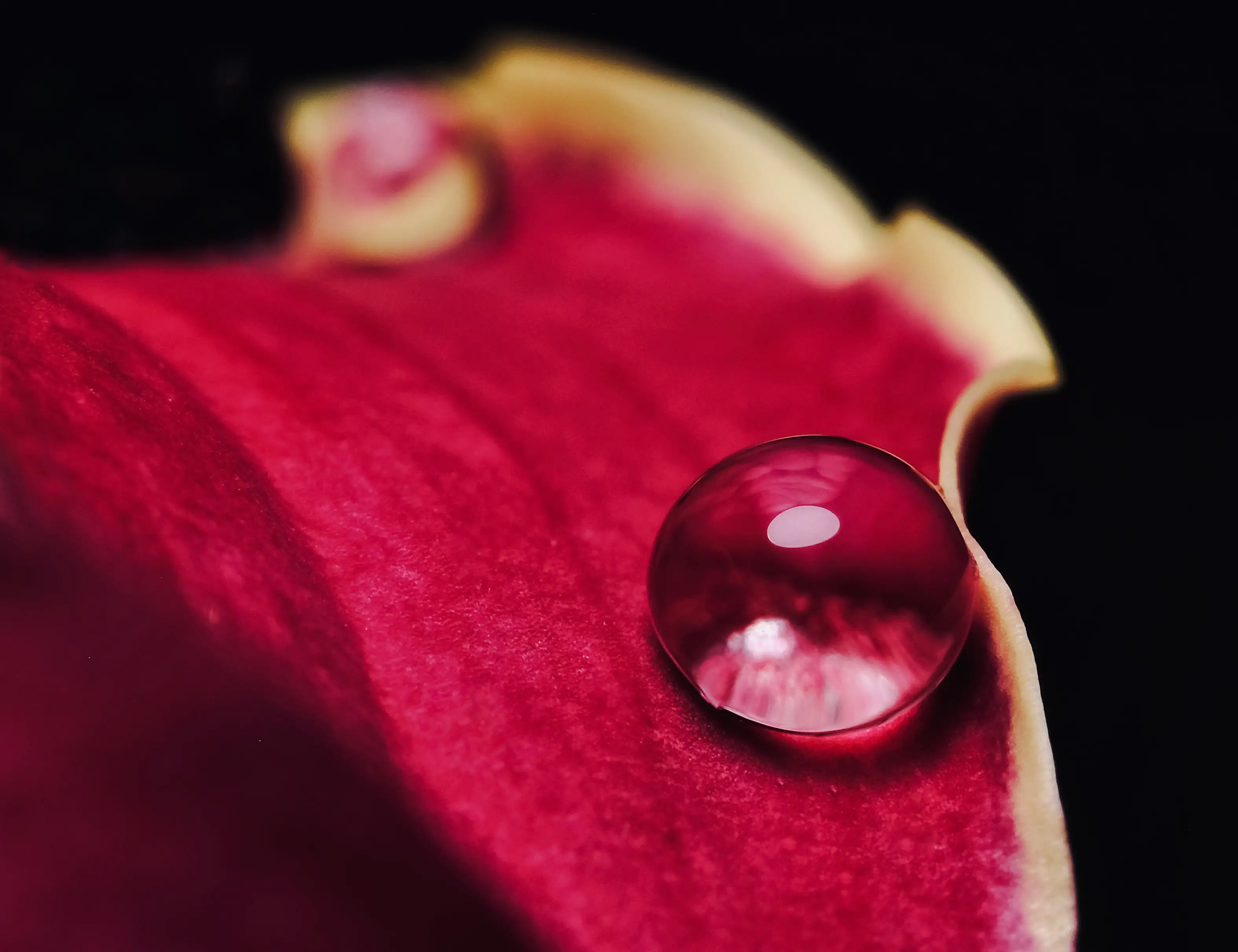 Hire An Introduction to Macro Photography Workshop - Image 4