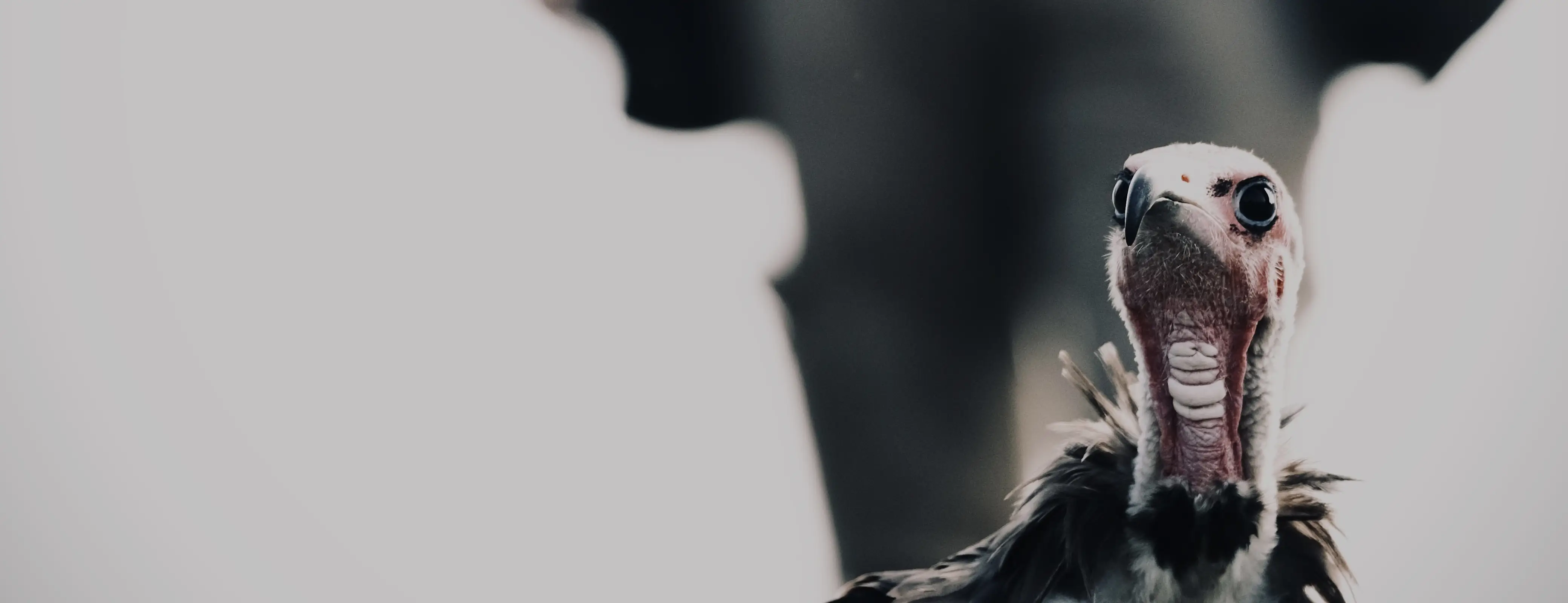 Hire Introduction To Wildlife Photography – The Hawk Conservancy - Image 3