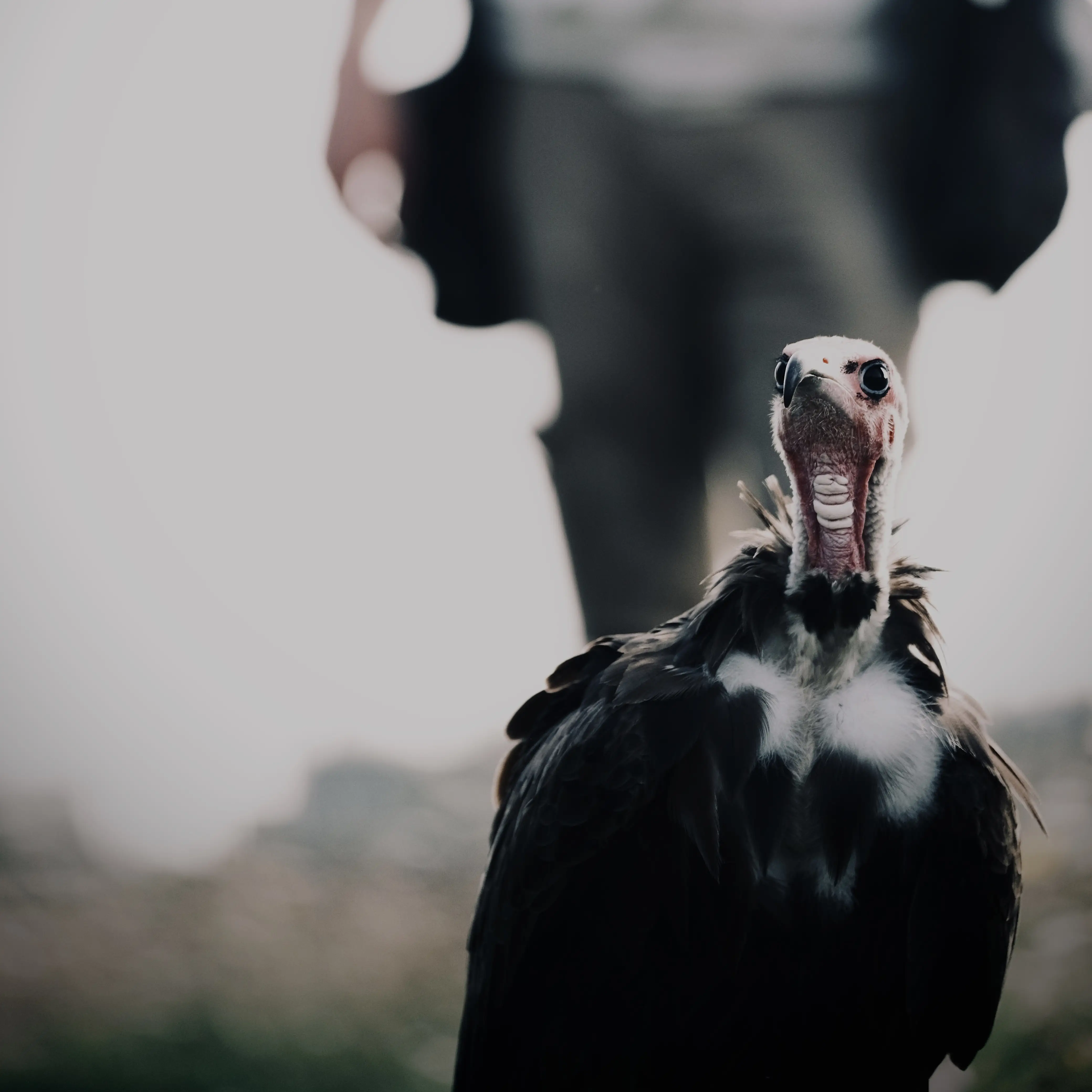 Hire Introduction To Wildlife Photography – The Hawk Conservancy - Image 2