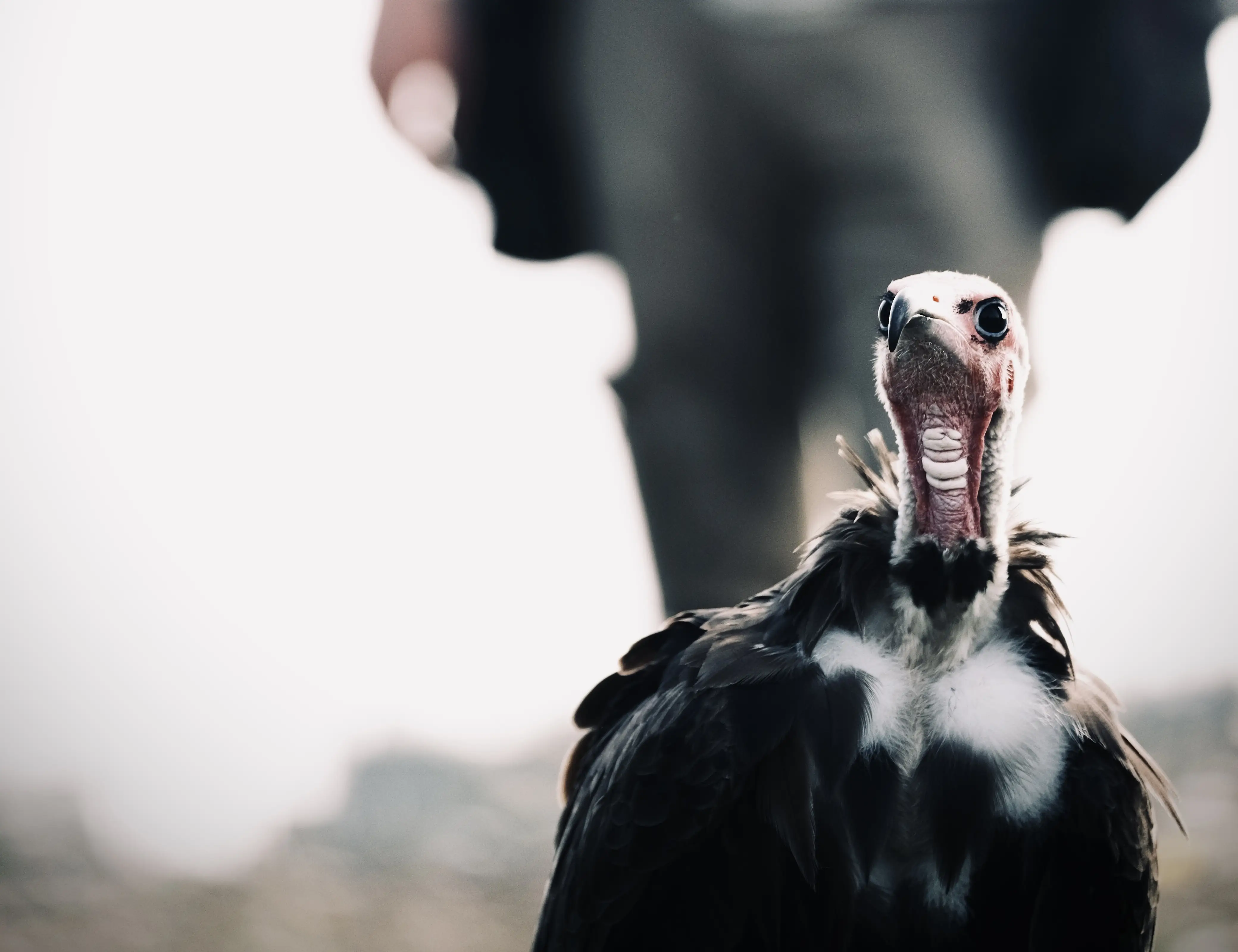 Hire Introduction To Wildlife Photography – The Hawk Conservancy - Image 4