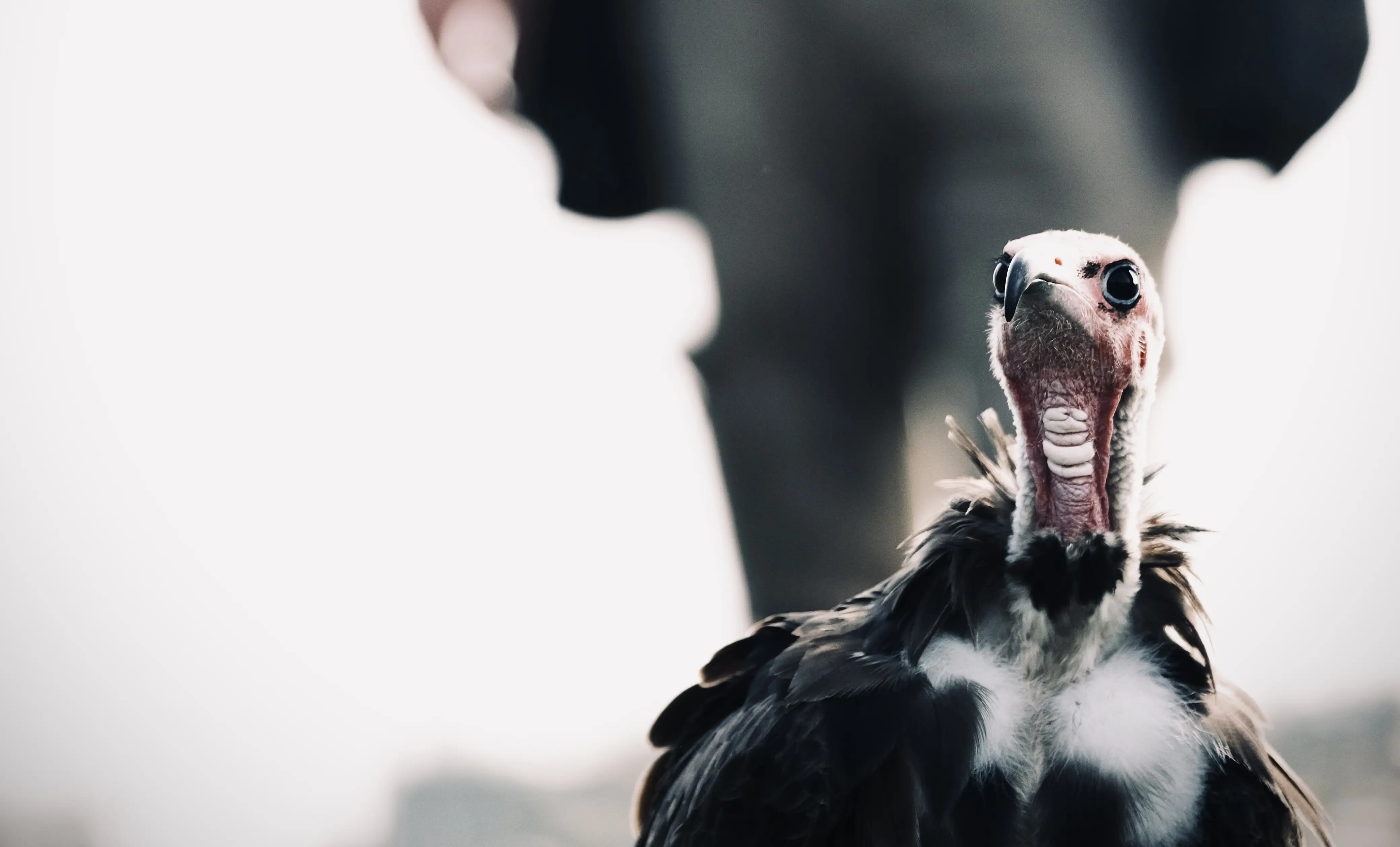 Hire Introduction To Wildlife Photography – The Hawk Conservancy - Image 1