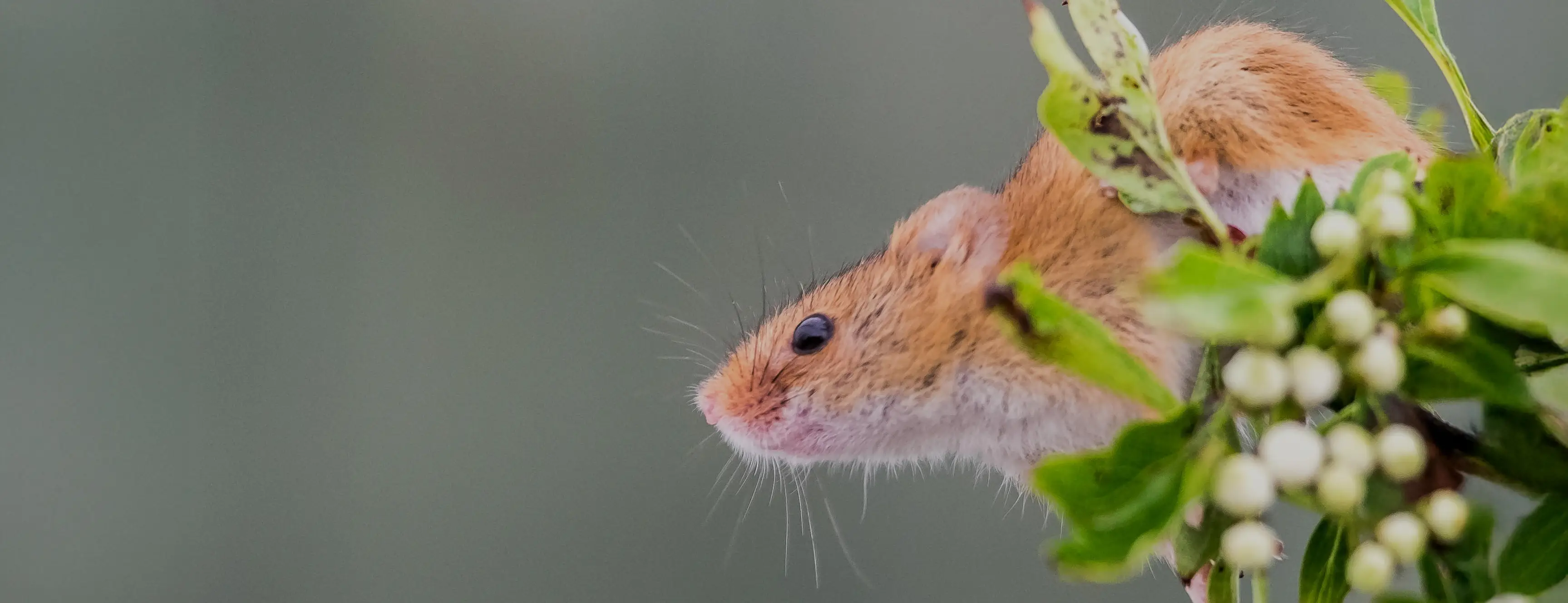 Hire Intro To Wildlife Photography - The British Wildlife Centre - Image 3