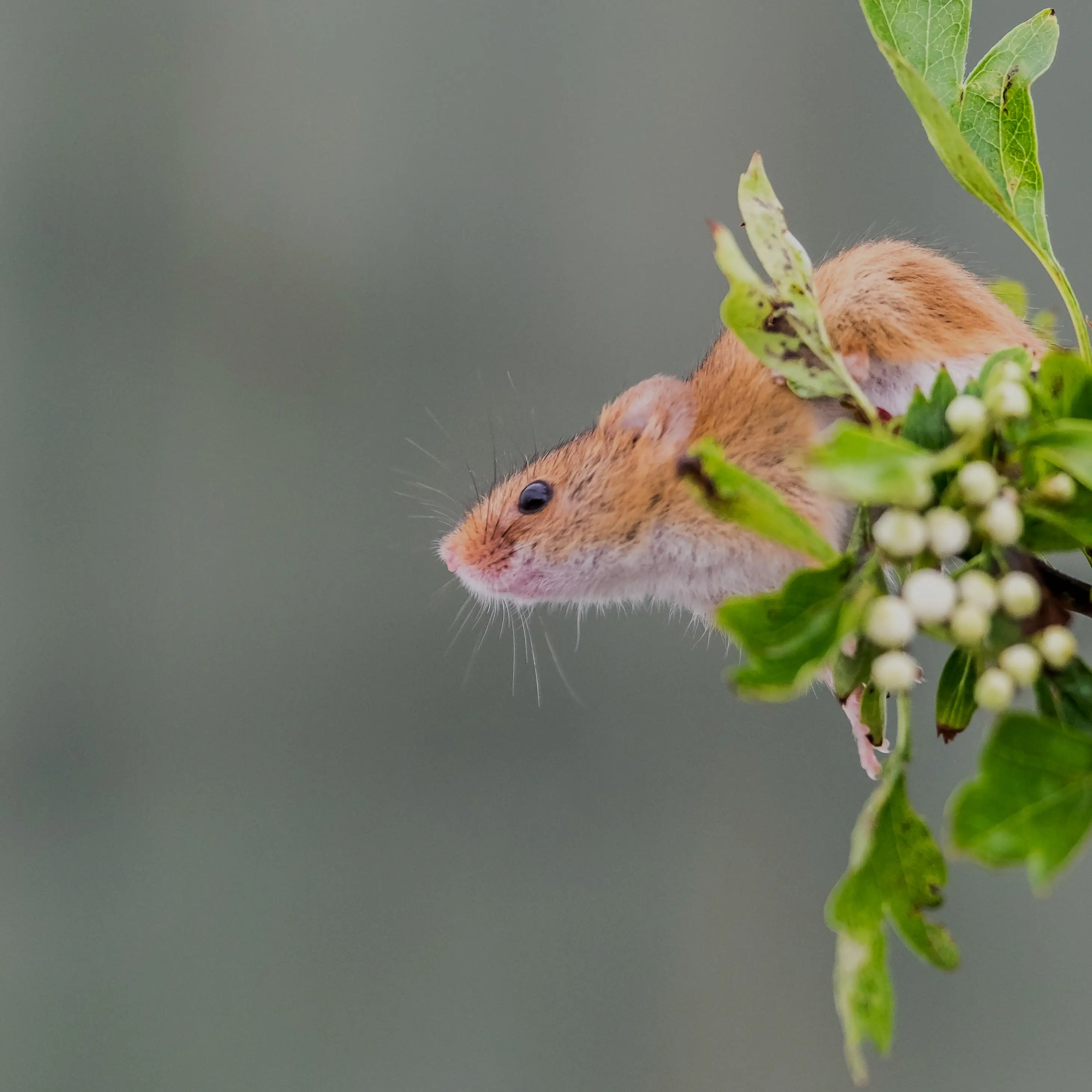 Hire Intro To Wildlife Photography - The British Wildlife Centre - Image 2