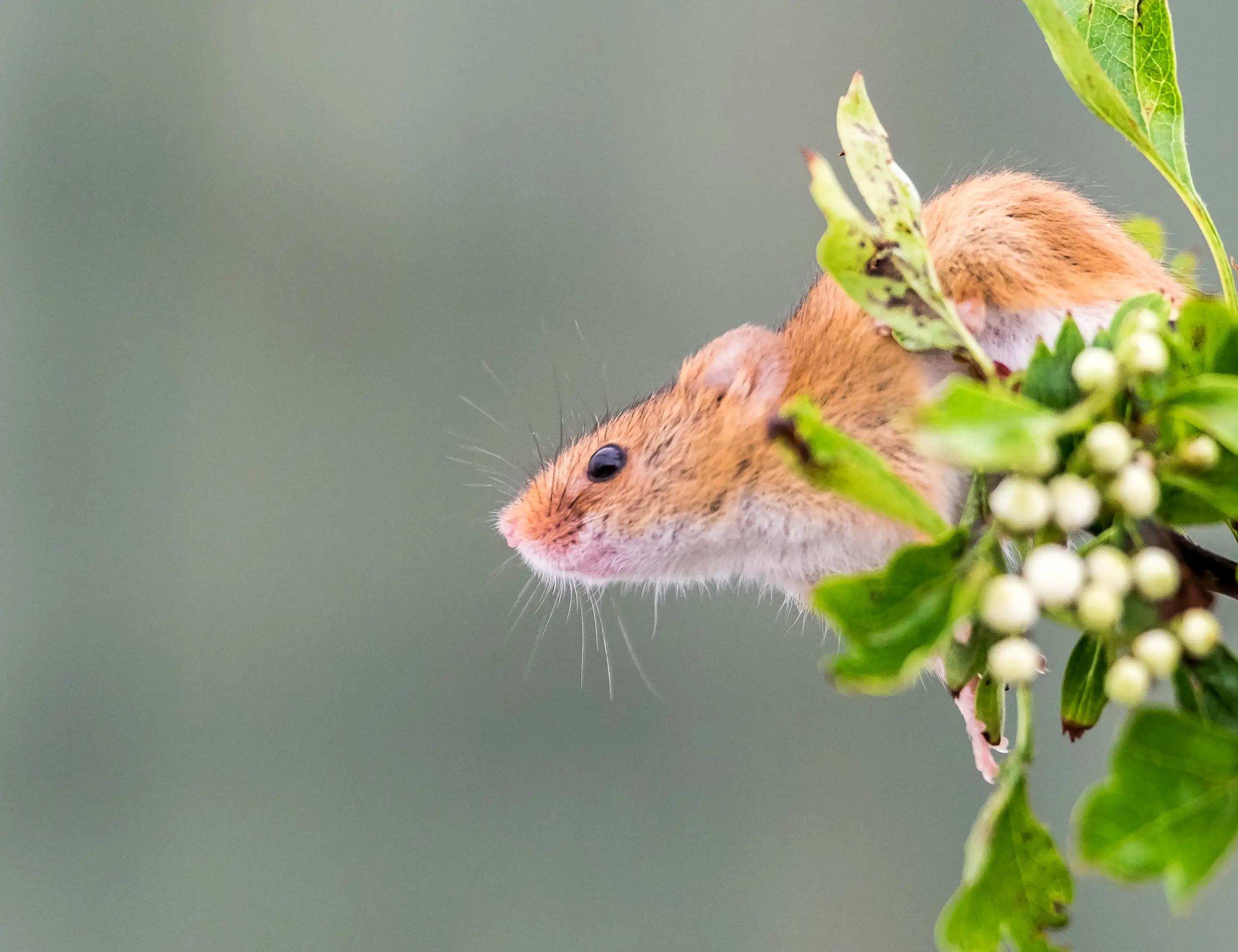 Hire Intro To Wildlife Photography - The British Wildlife Centre - Image 4