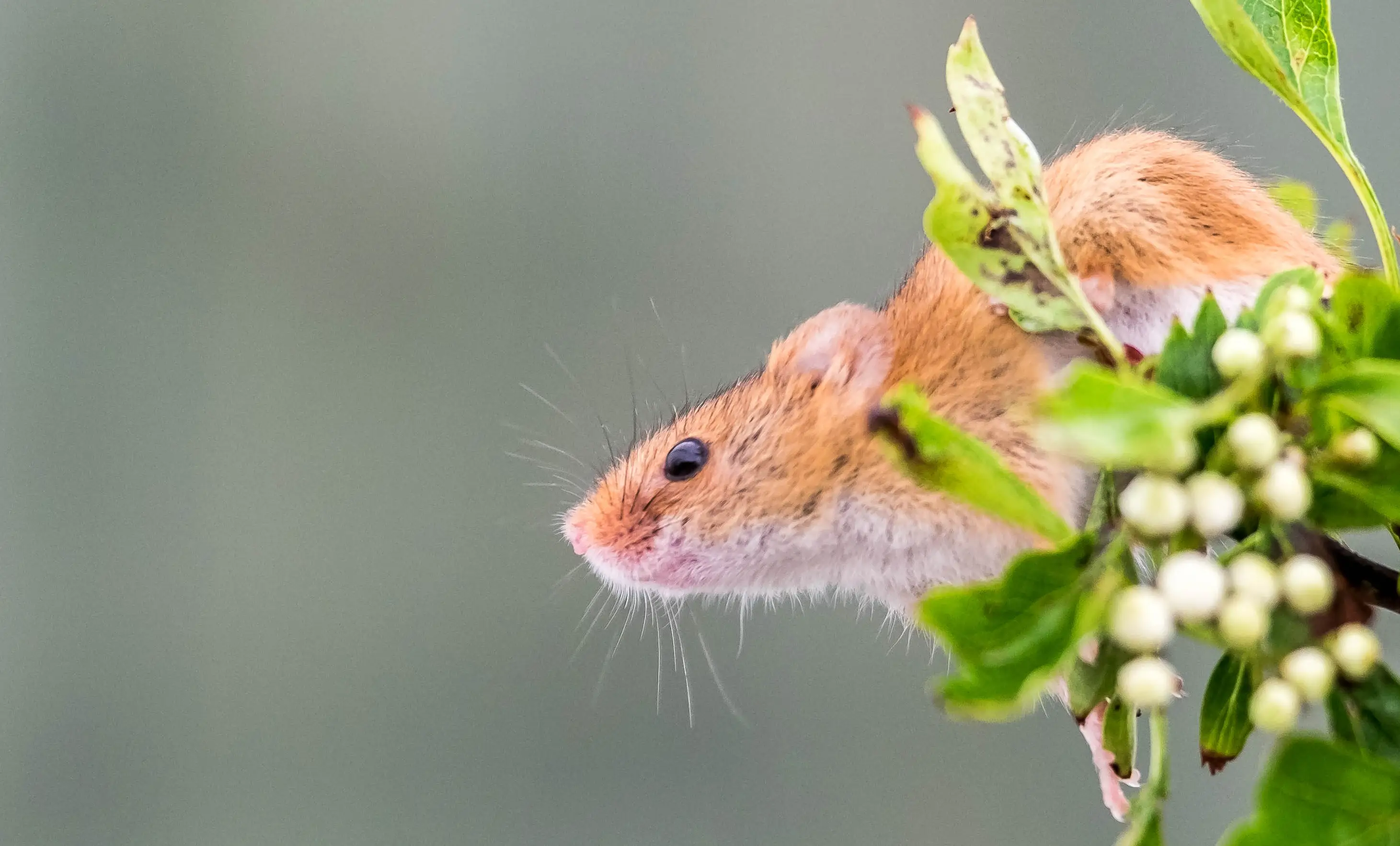 Hire Intro To Wildlife Photography - The British Wildlife Centre - Image 1