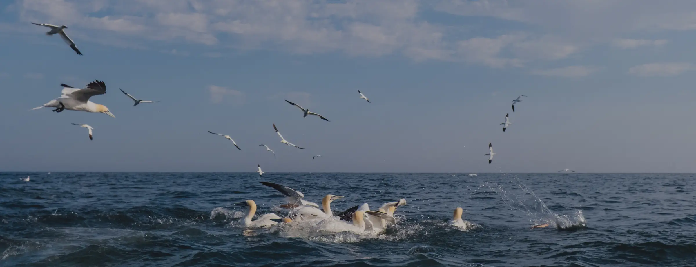 Hire Diving Gannets & Seabird Behaviour: Bird Photography Masterclass with Rebecca Douglas - Image 3
