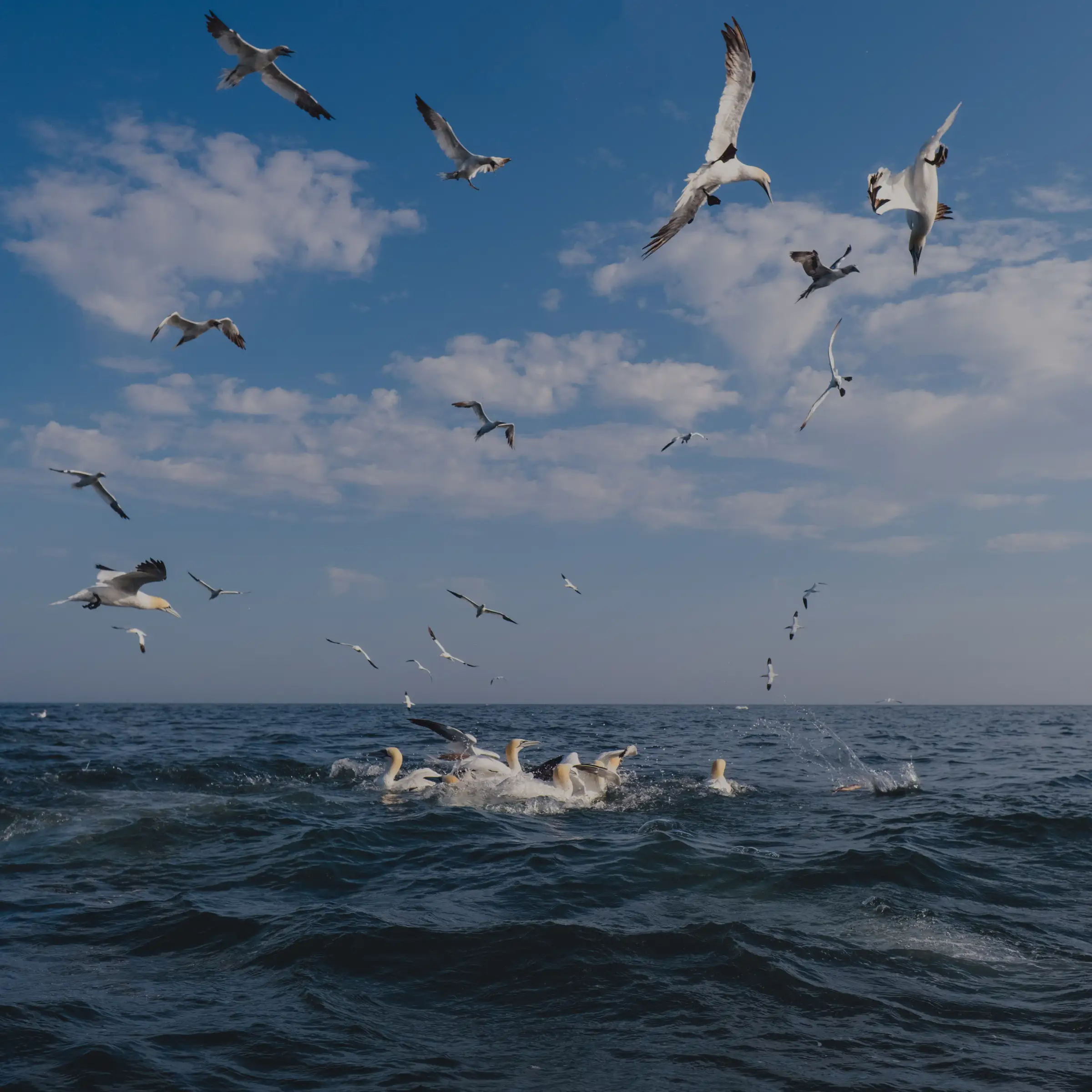 Hire Diving Gannets & Seabird Behaviour: Bird Photography Masterclass with Rebecca Douglas - Image 2