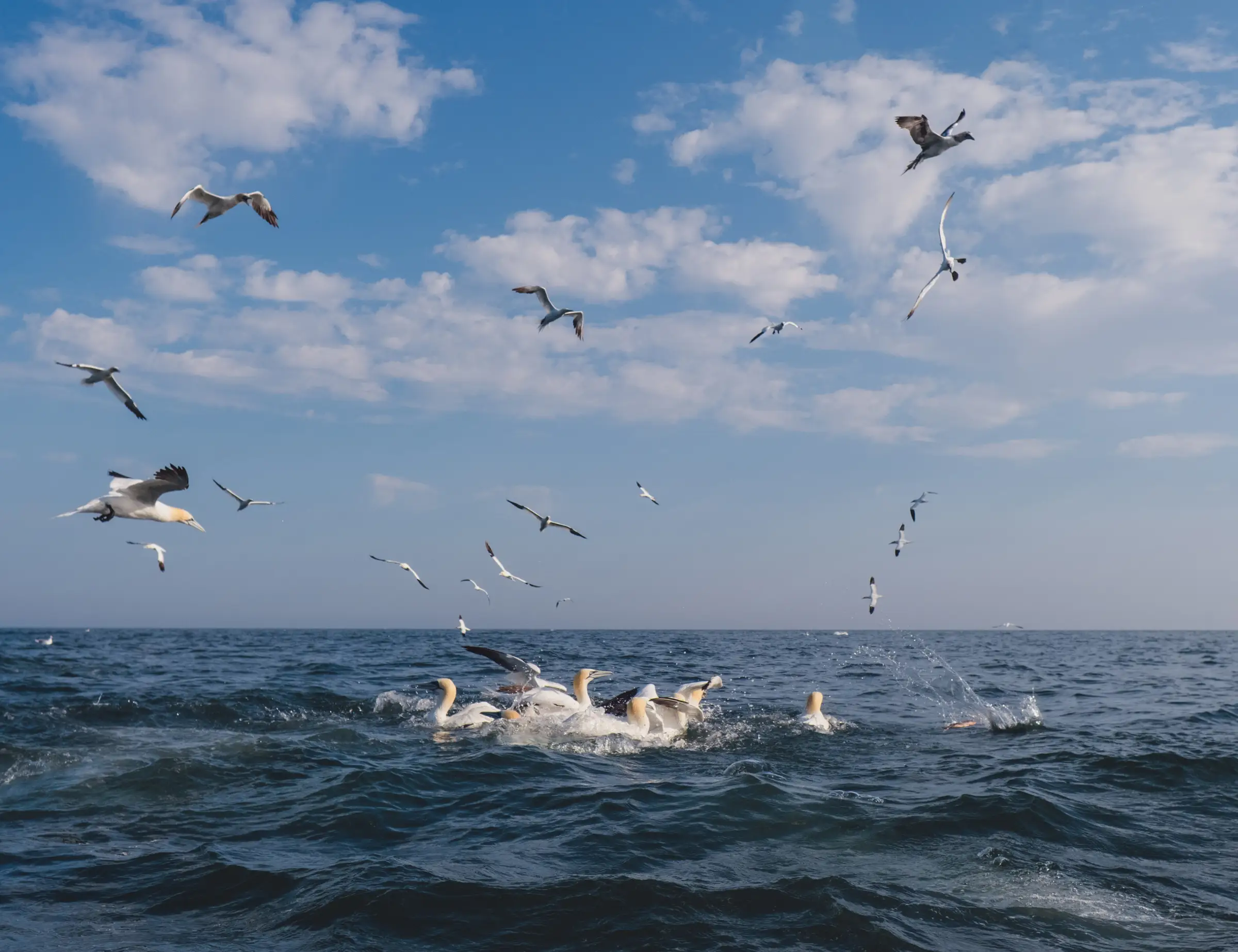 Hire Diving Gannets & Seabird Behaviour: Bird Photography Masterclass with Rebecca Douglas - Image 4