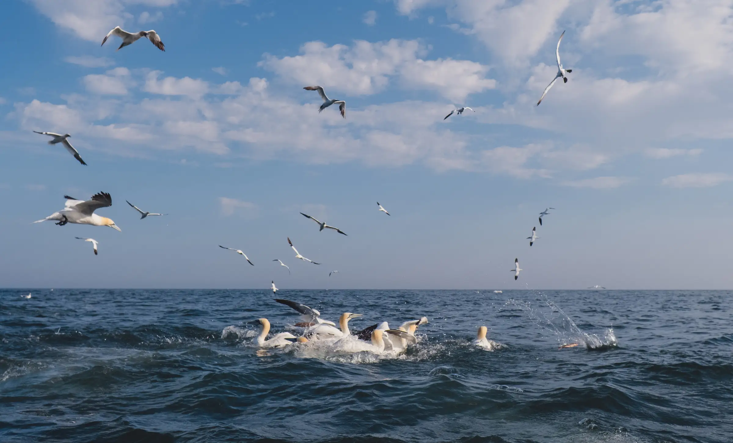 Hire Diving Gannets & Seabird Behaviour: Bird Photography Masterclass with Rebecca Douglas - Image 1