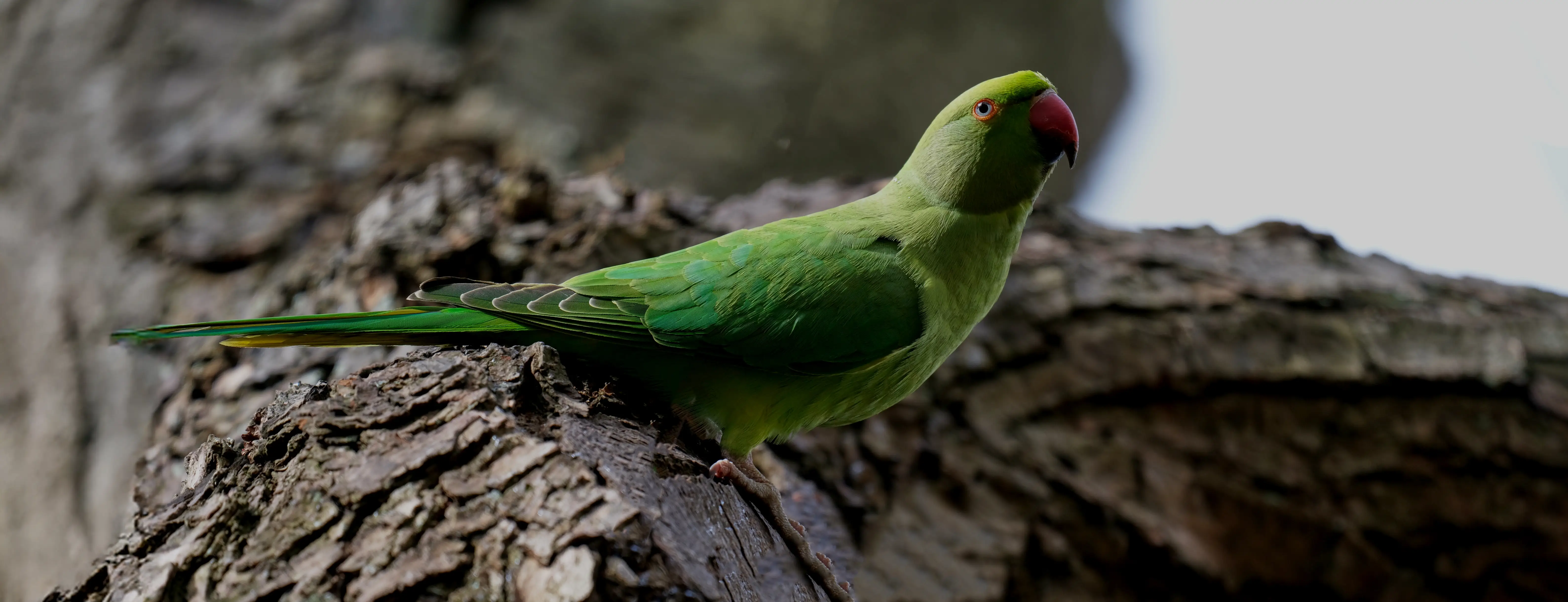 Hire Wildlife On Your Doorstep Photography Workshop - Image 1