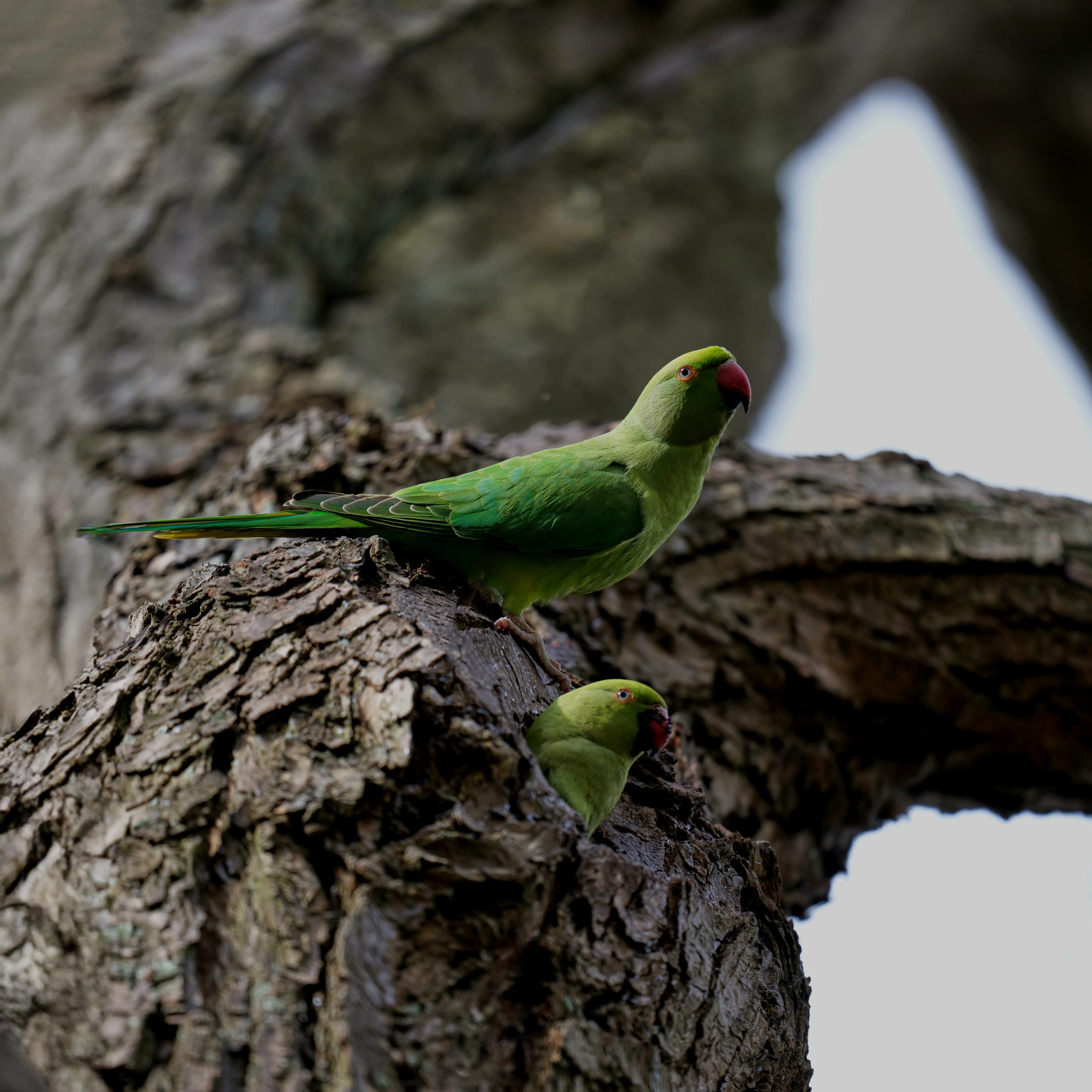 Hire Wildlife On Your Doorstep Photography Workshop - Image 3