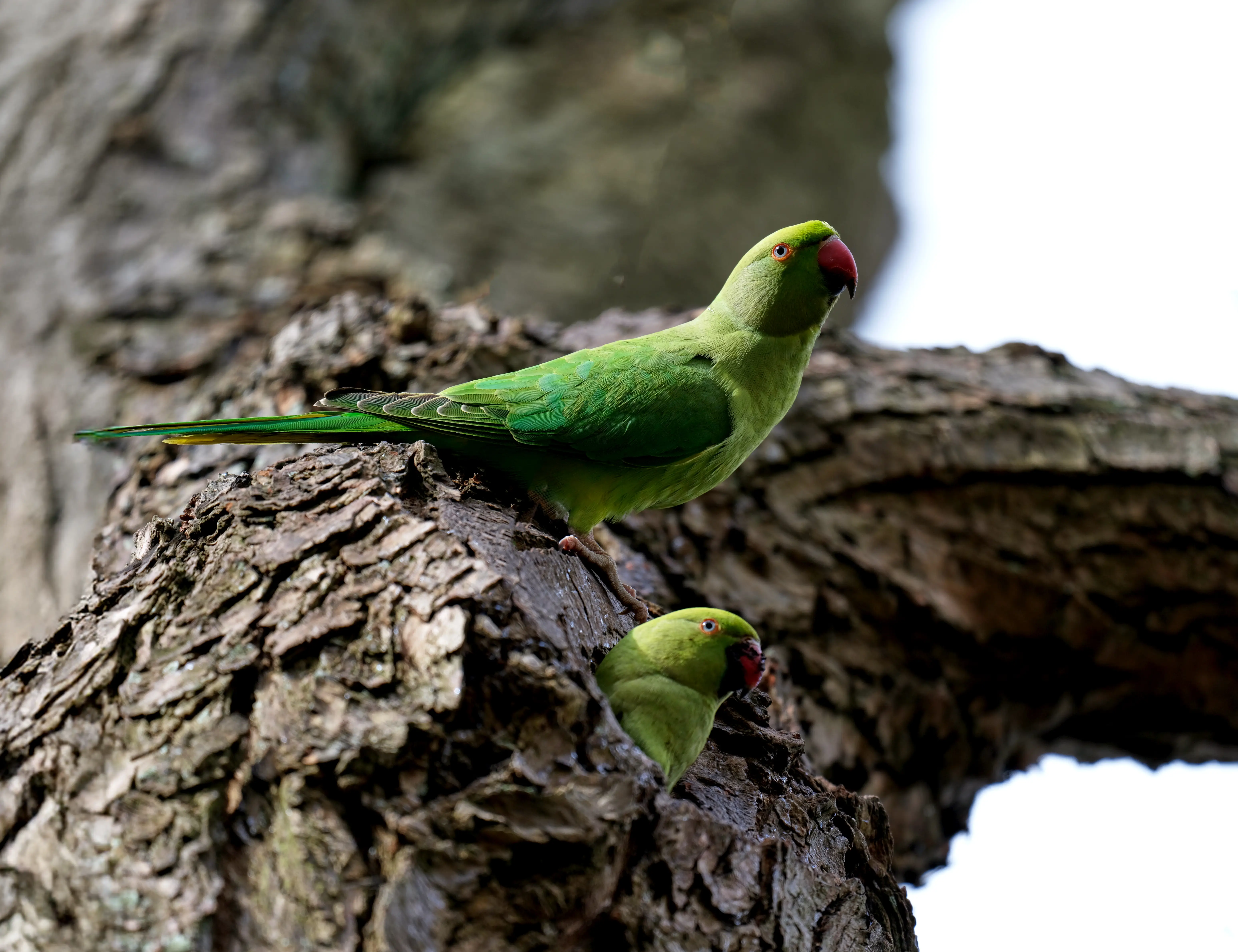 Hire Wildlife On Your Doorstep Photography Workshop - Image 4