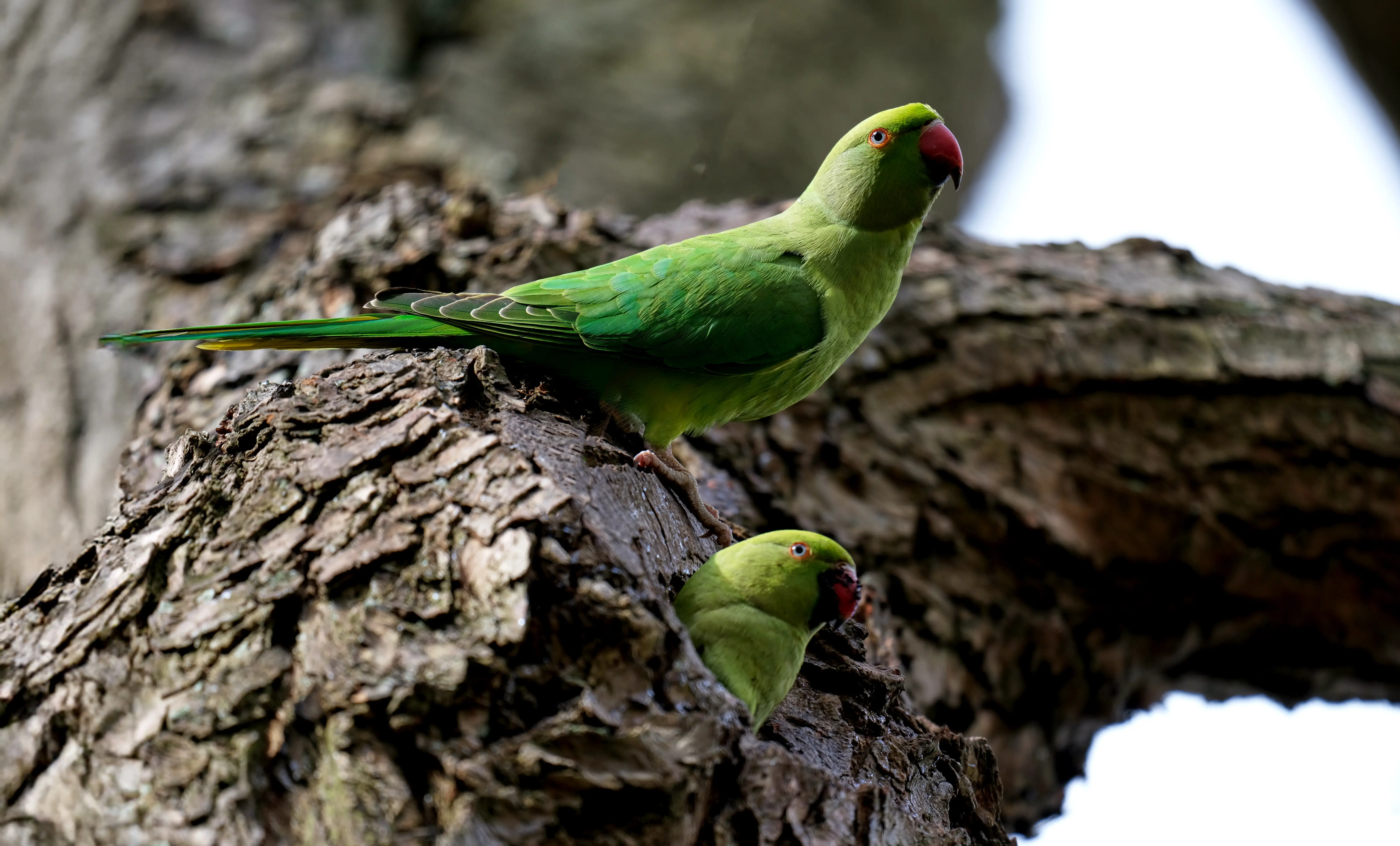 Hire Wildlife On Your Doorstep Photography Workshop - Image 2