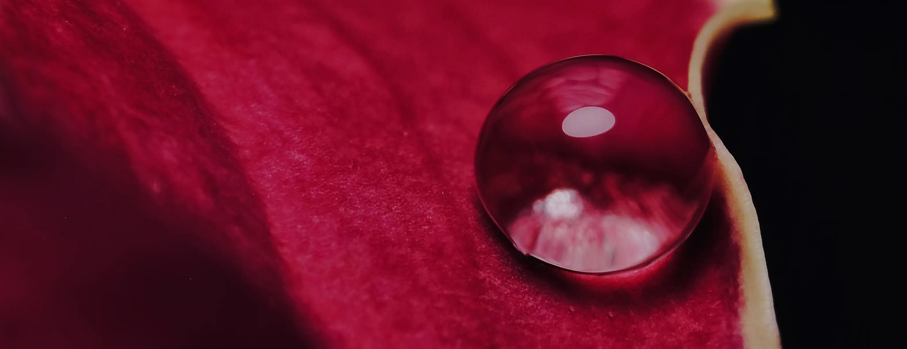 Hire An Introduction to Macro Photography Workshop - Image 3