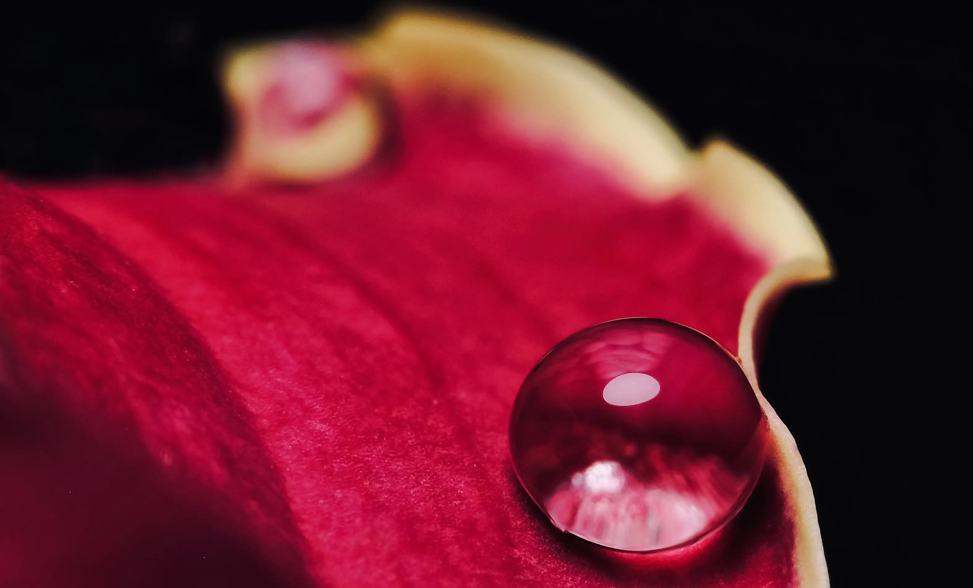 Hire An Introduction to Macro Photography Workshop - Image 1